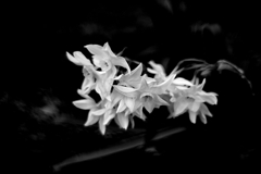 夜空のグランドモナーク２