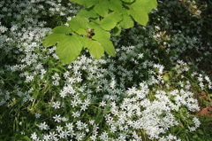 オオアマナ群生７