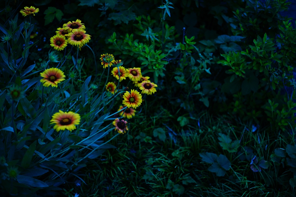 Industar-61 L/D 55/2.8