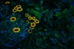 Industar-61 L/D 55/2.8