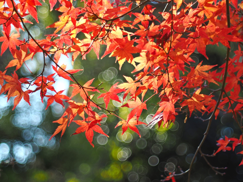 絞りと開放（開放）