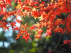 絞りと開放（開放）