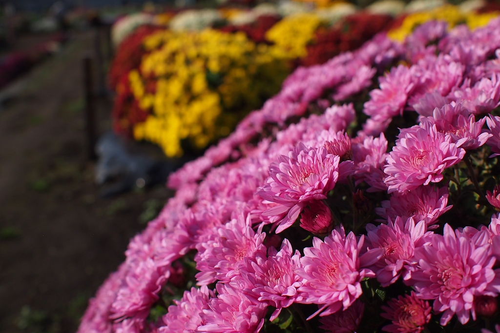 相模原 新磯ざる菊花見会