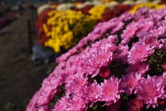 相模原 新磯ざる菊花見会