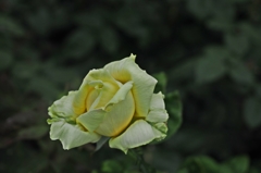 Hなワタシの理性の限界…