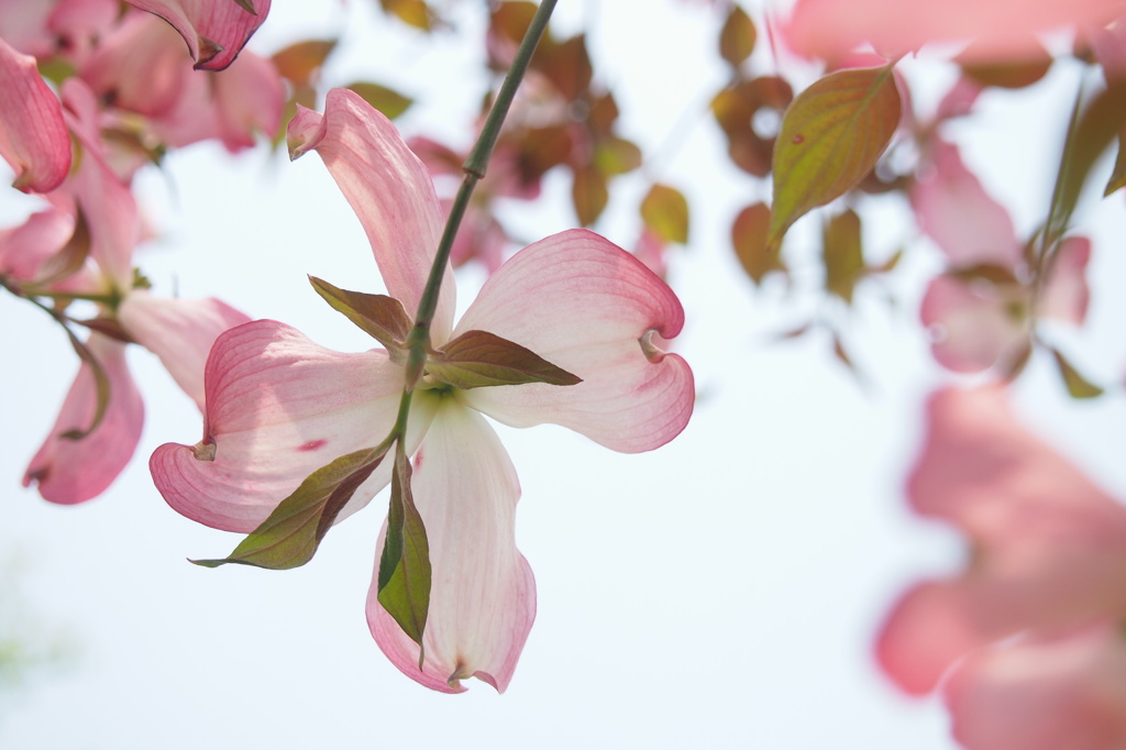 狛江・花水木５