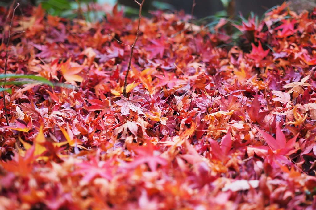 百億の昼と千億の夜