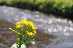 菜の花キラキラ