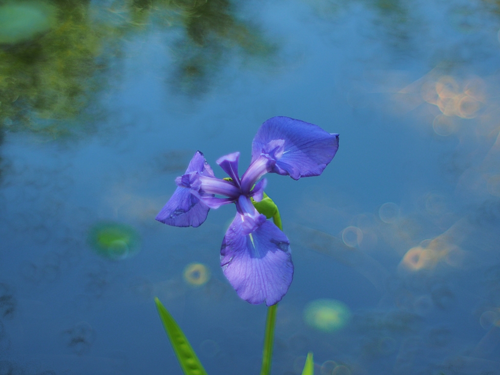 空を駆ける杜若