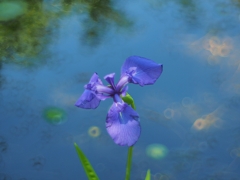 空を駆ける杜若