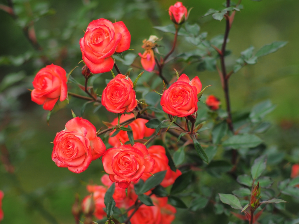 賑やかなセンター争い