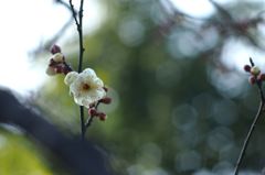 越の初梅（夢）