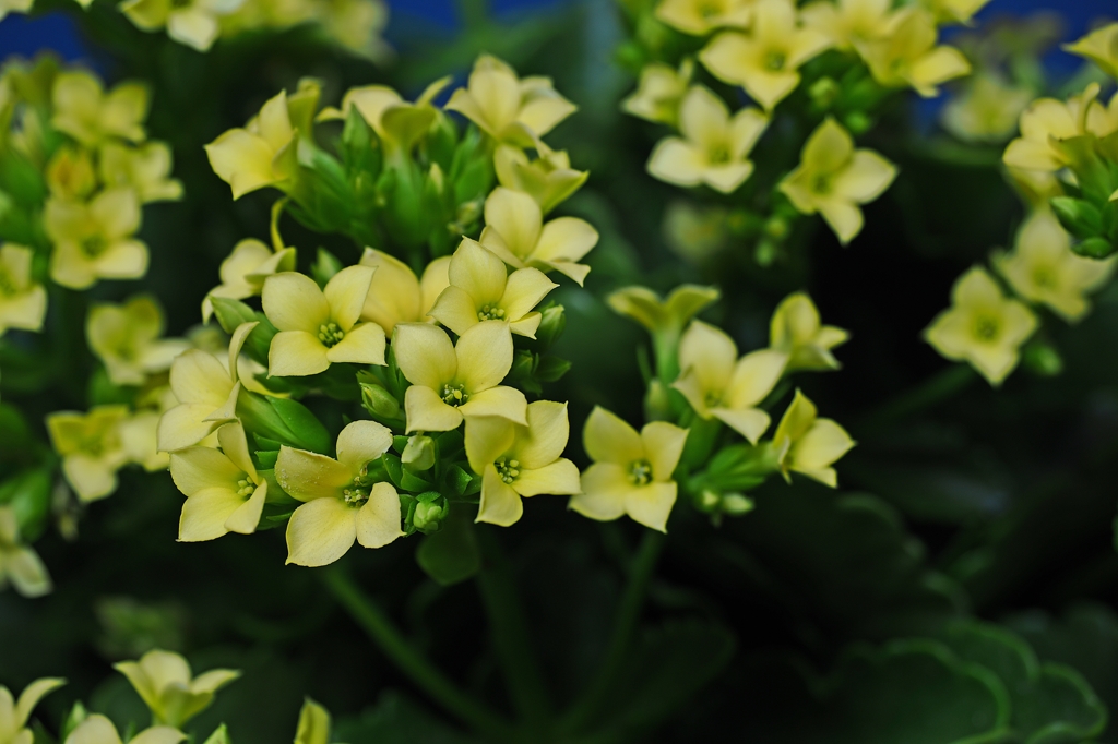 帰ってきたカランコエ