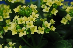 帰ってきたカランコエ