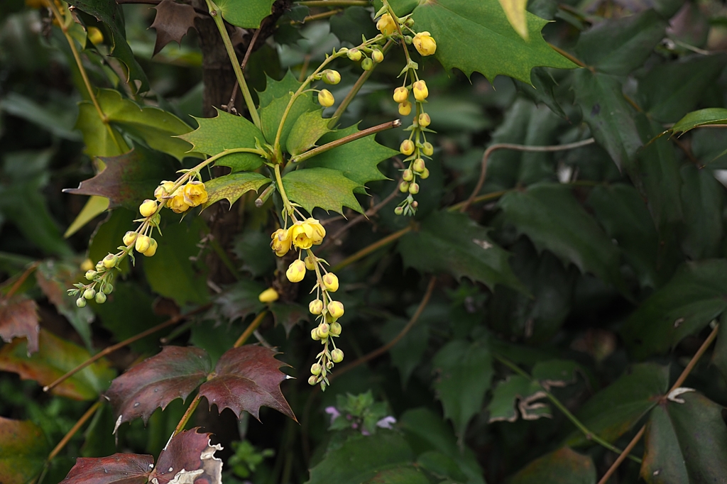 南天　どうでしょう^^;