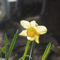 鬼太郎茶屋 妖怪「スイセン」