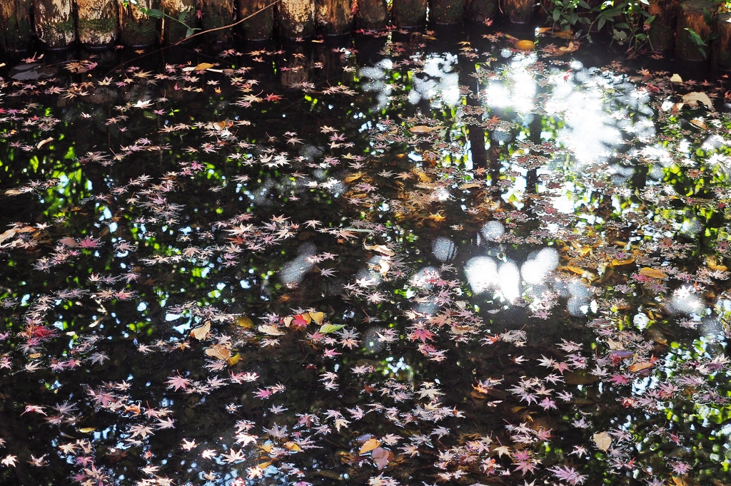 イケメン（池面）