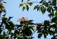 Beginner's bird photo２の２