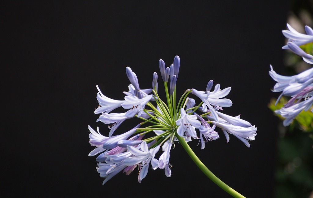 あなたを一人にはしない