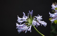 あなたを一人にはしない