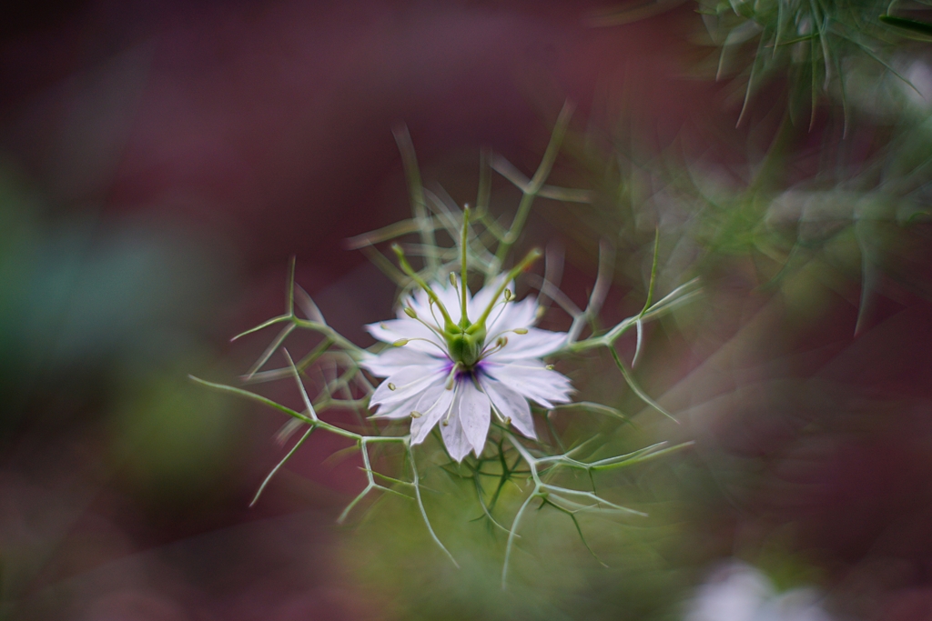 オールドレンズの定番