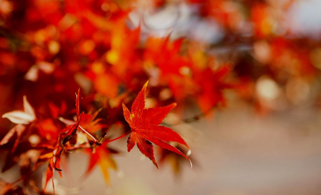 He is my destiny　（ I　will follow him）