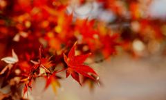 He is my destiny　（ I　will follow him）