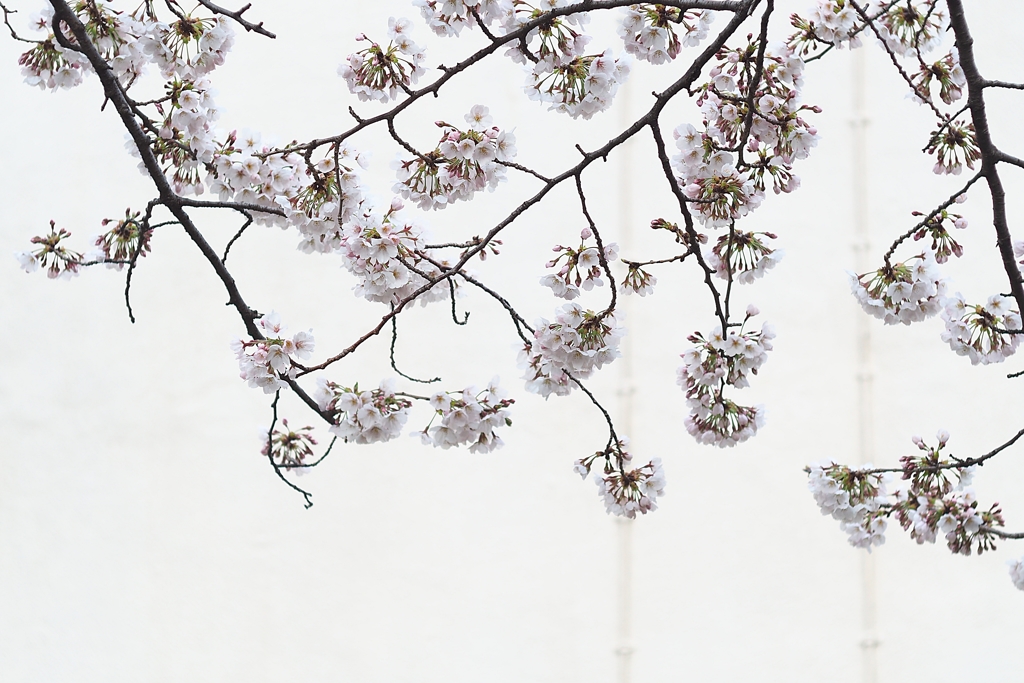 桜 万華鏡