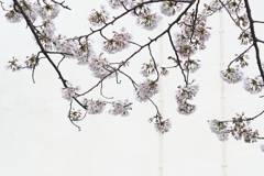 桜 万華鏡