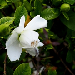 季節を懐かしむ