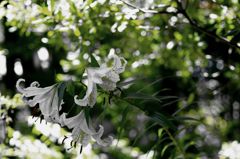 うつむく百合は凛として