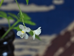 富嶽カヅラ