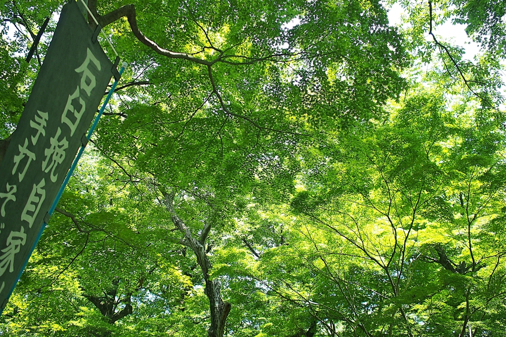 深大から神代へ