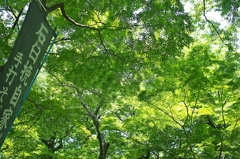 深大から神代へ