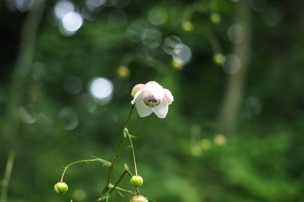 7月の蓮華升麻