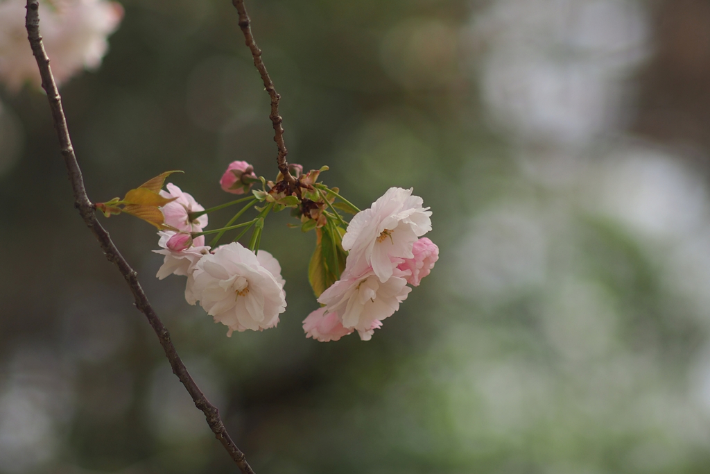 樋口さんちの桜