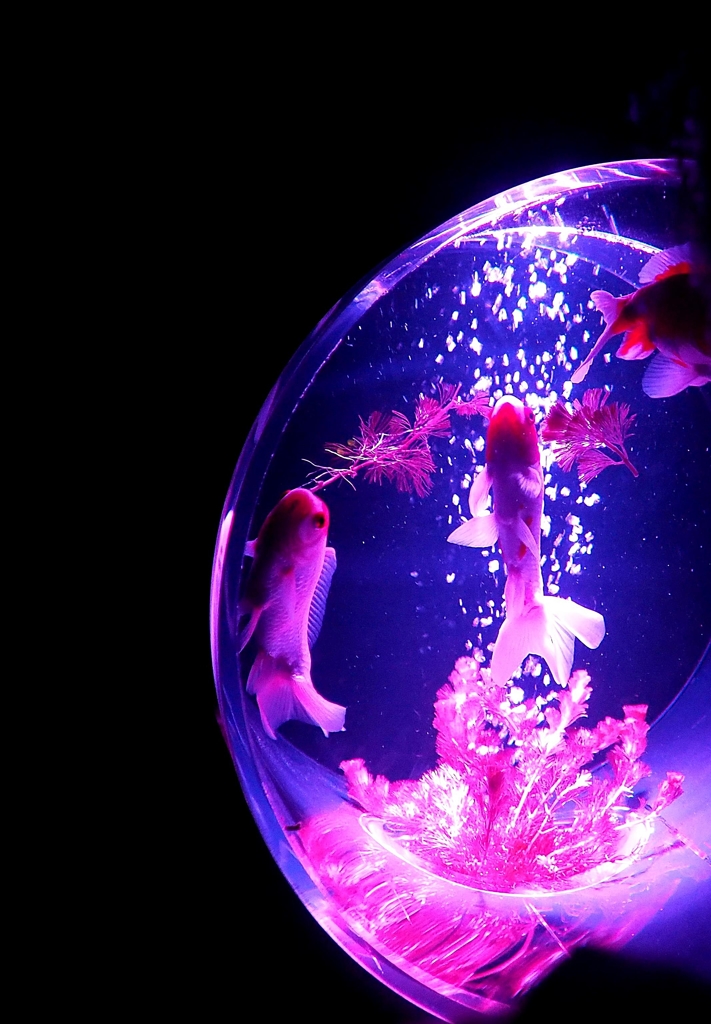 アートアクアリウム2015