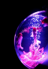 アートアクアリウム2015