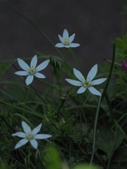 暗がりの六芒星