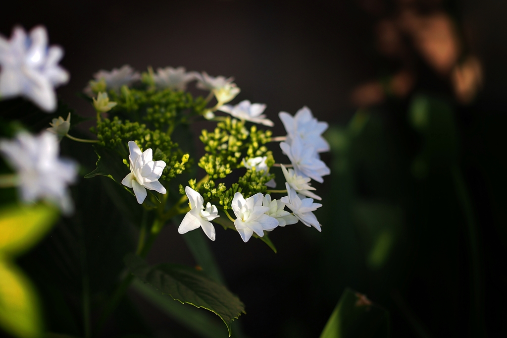 ラストステージ