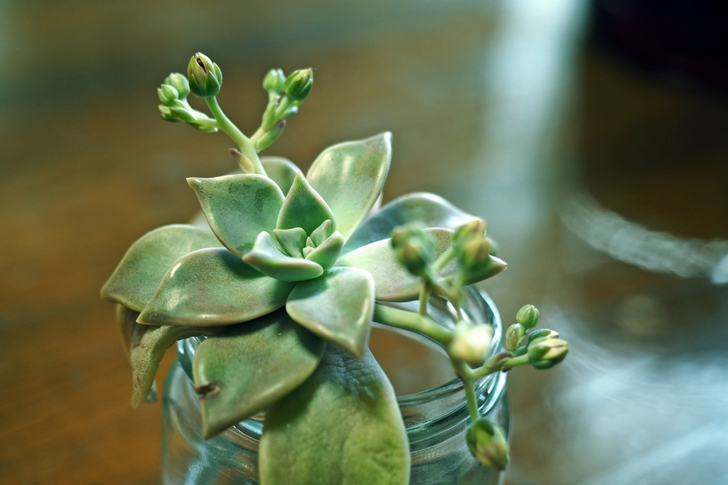 生存 そして咲く