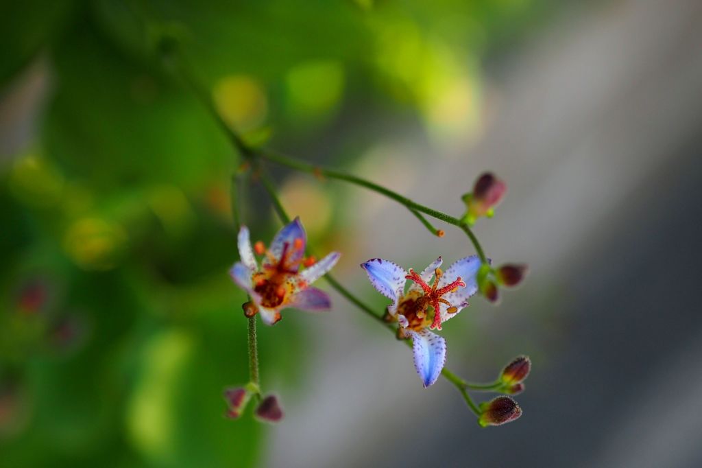 Japanese toadlily