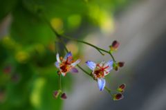 Japanese toadlily