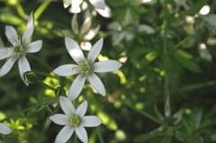 オオアマナ群生４