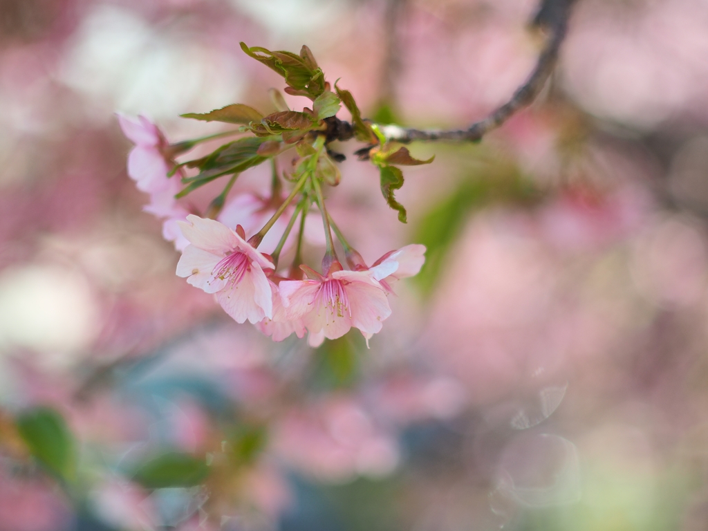 最後の河津桜