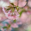 最後の河津桜
