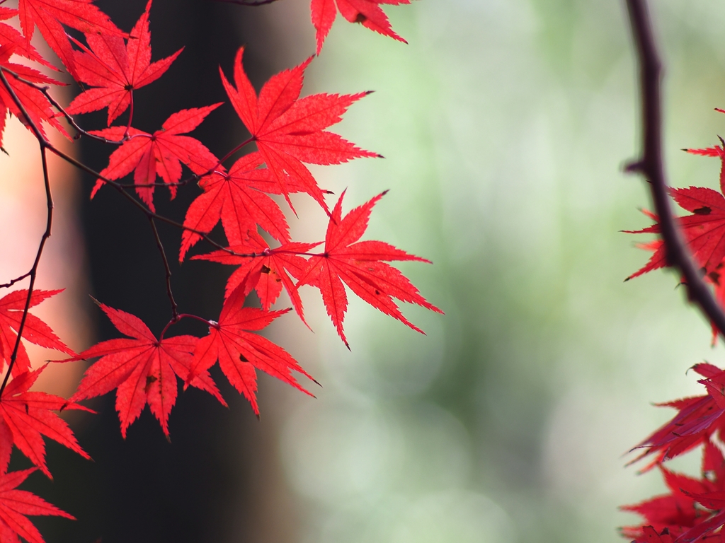 植物分類上でモミジという科や属はない