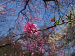 笑う！ももちゃん