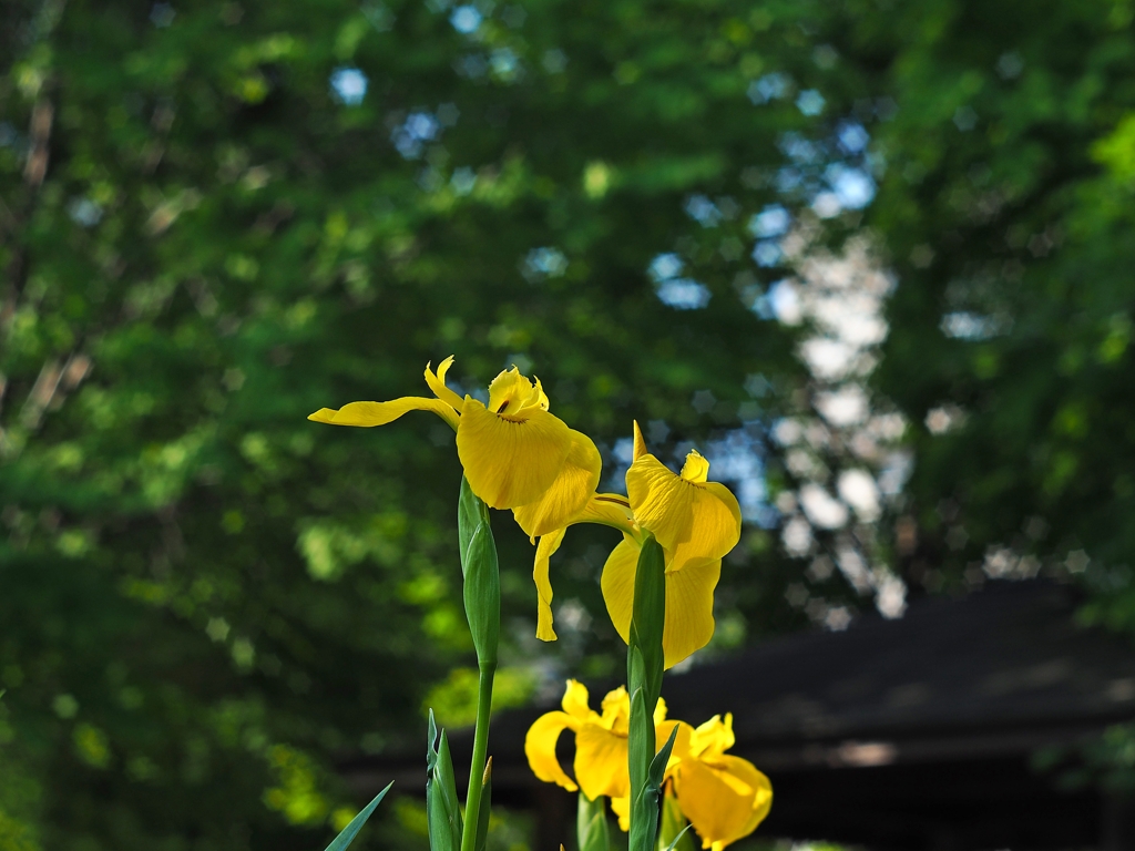気を支配する花