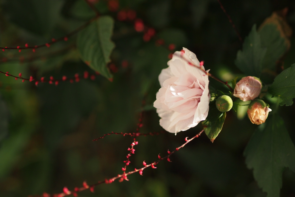 貴方に支えられて